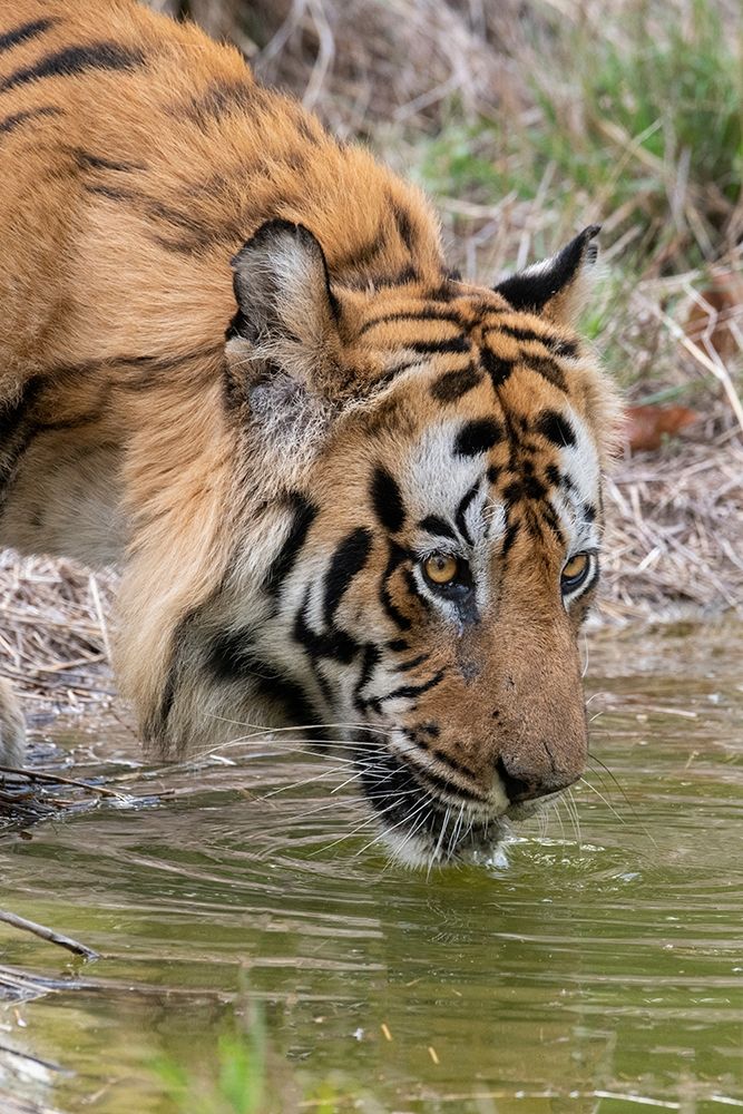 India-Madhya Pradesh-Bandhavgarh National Park Male Bengal tiger drinking from pond art print by Cindy Miller Hopkins for $57.95 CAD